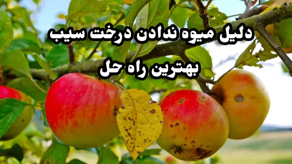 چرا درخت سیب میوه نمدهد.