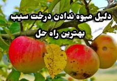 چرا درخت سیب میوه نمدهد.