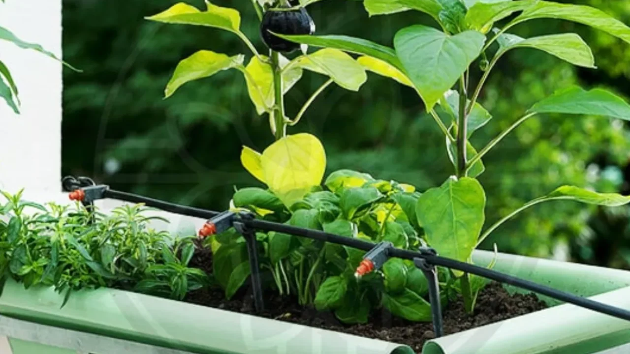 آبیاری قطره ای اتوماتیک