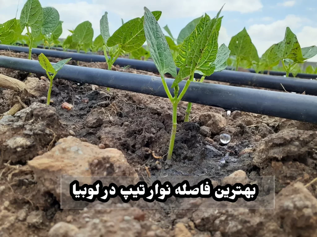 فاصل نوار تیپ در لوبیا چقدر است