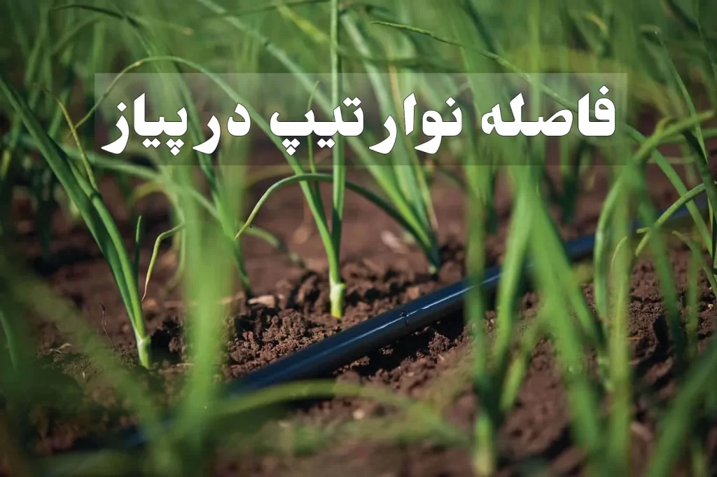 چگونه فاصله نوار تیپ در پیاز را تنظیم کنیم