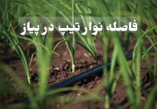 چگونه فاصله نوار تیپ در پیاز را تنظیم کنیم