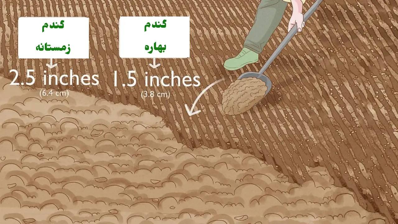 چگونه دانه های گندم را بپوشانیم