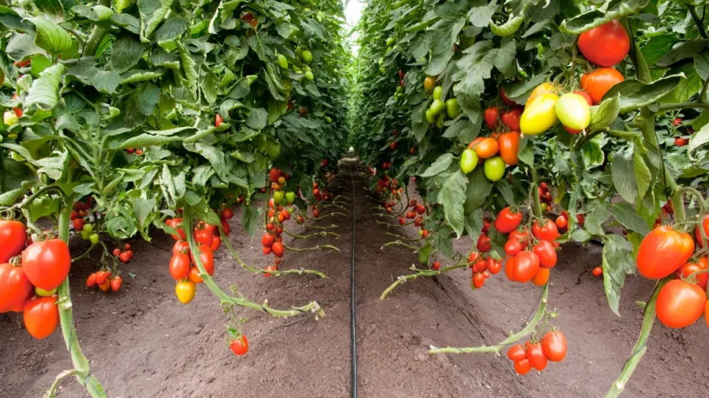 نحوه کاشت گوجه فرنگی به صورت قطره ای