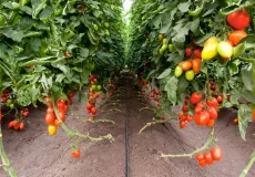 نحوه کاشت گوجه فرنگی به صورت قطره ای