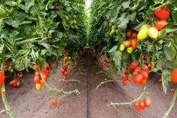 نحوه کاشت گوجه فرنگی به صورت قطره ای