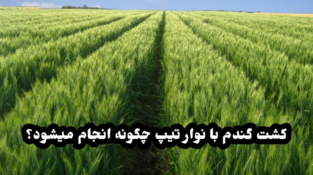 کشت گندم با نوار تیپ