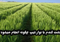 کشت گندم با نوار تیپ