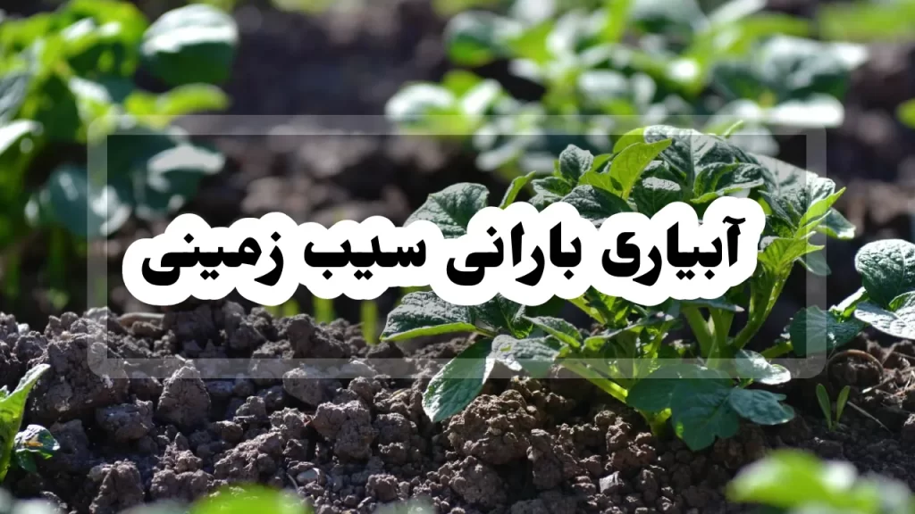 آبیاری بارانی سیب زمینی