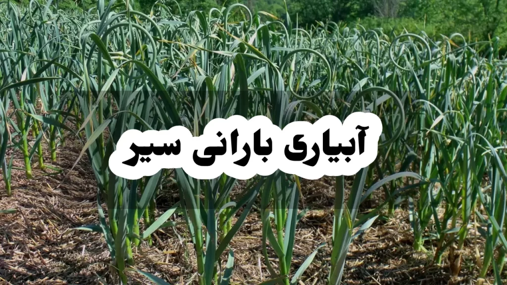 آبیاری بارانی سیر