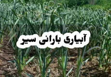 آبیاری بارانی سیر
