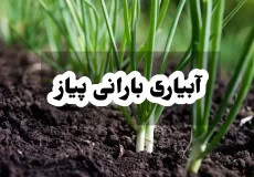 آبیاری بارانی پیاز