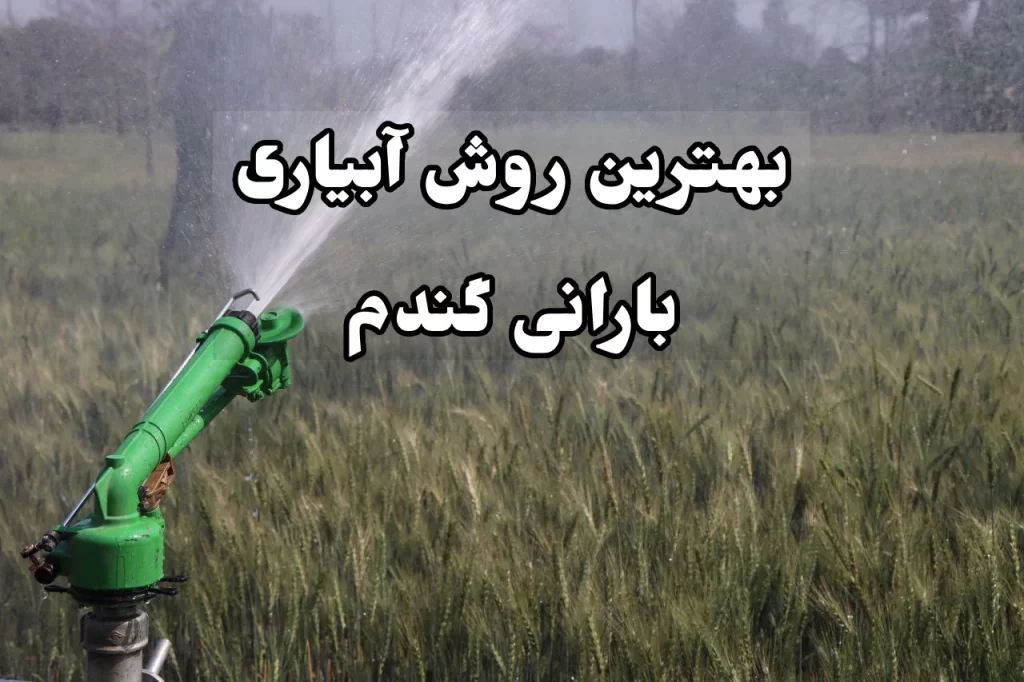 بهترین روش آبیاری بارانی گندم 1 آبیاری بارانی گندم