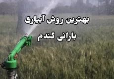 آبیاری بارانی گندم