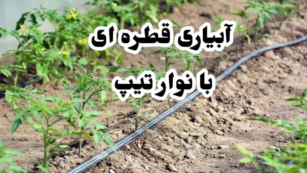 آبیاری قطره ای با نوار تیپ