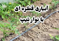 آبیاری قطره ای با نوار تیپ