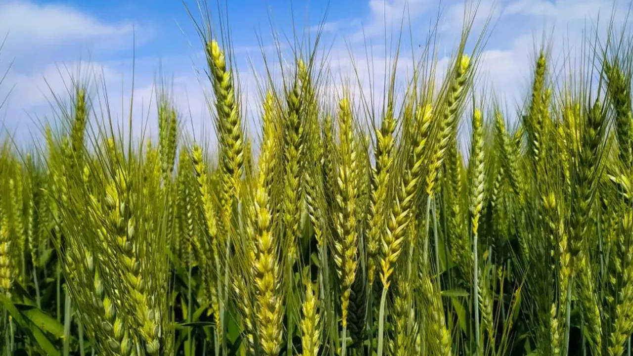 آبیاری گندم با تانکر آب
