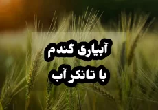 آبیاری گندم با تانکر آب