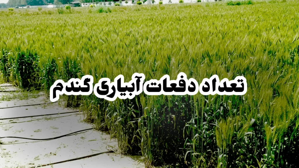 تعداد دفعات آبیاری گندم 1 تعداد دفعات آبیاری گندم