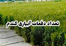 تعداد دفعات آبیاری گندم