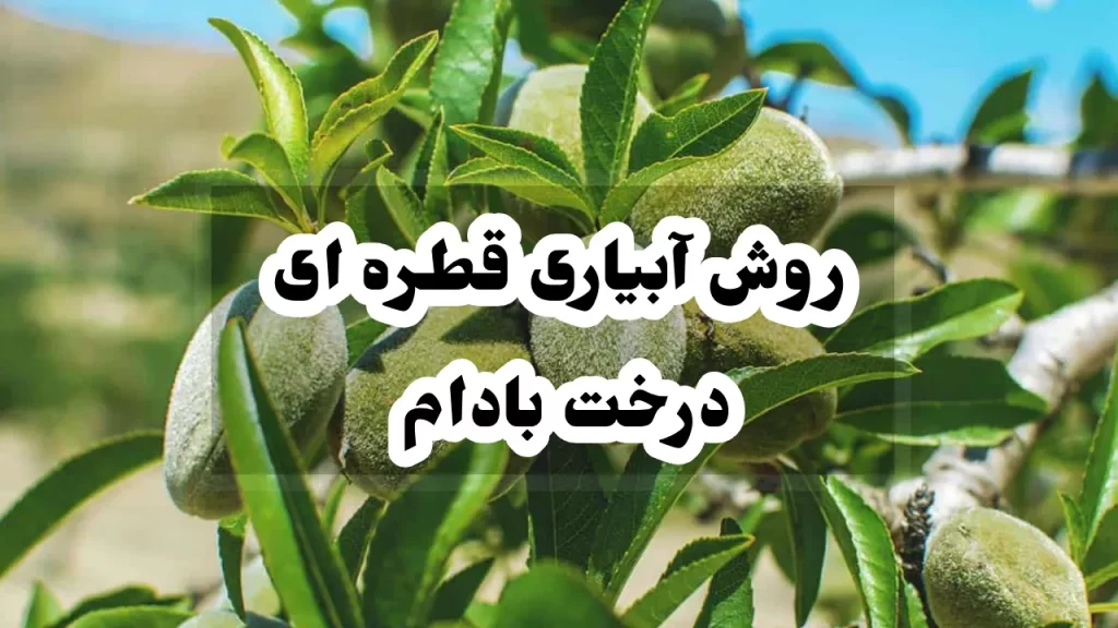 روش آبیاری قطره ای درخت بادام