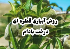روش آبیاری قطره ای درخت بادام