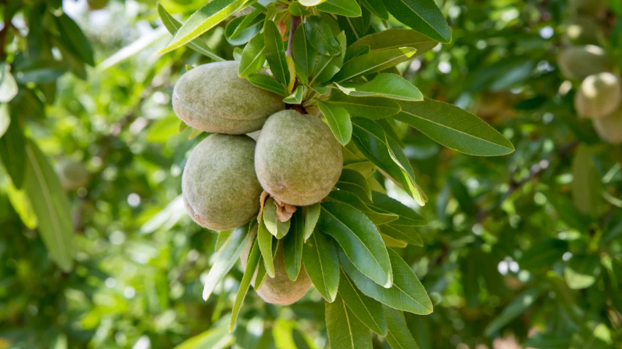 روش آبیاری قطره ای درخت بادام
