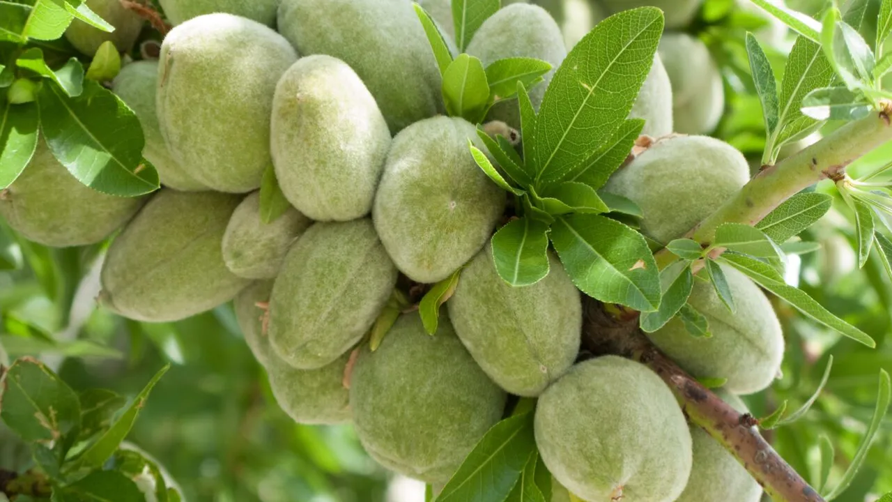 روش آبیاری قطره ای درخت بادام