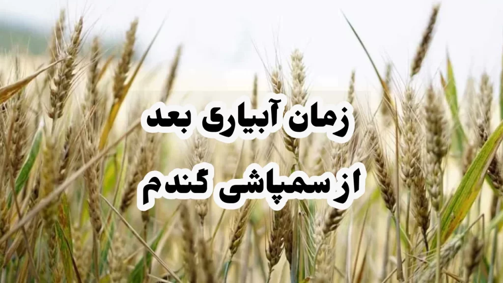 زمان آبیاری بعد از سمپاشی گندم 1 زمان آبیاری بعد از سمپاشی گندم