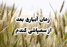 زمان آبیاری بعد از سمپاشی گندم