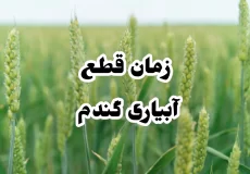 زمان قطع آبیاری گندم