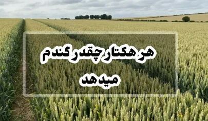 هر هکتار چقدر گندم میدهد