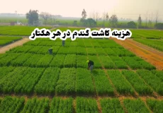 هزینه کاشت گندم در هر هکتار