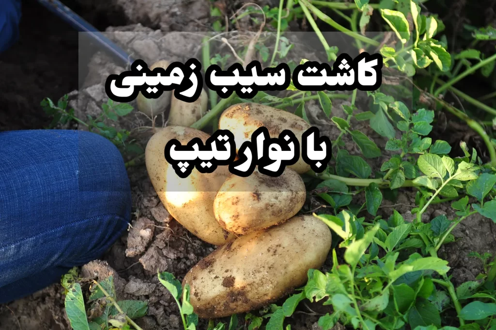 کاشت سیب زمینی با نوار تیپ