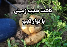 کاشت سیب زمینی با نوار تیپ