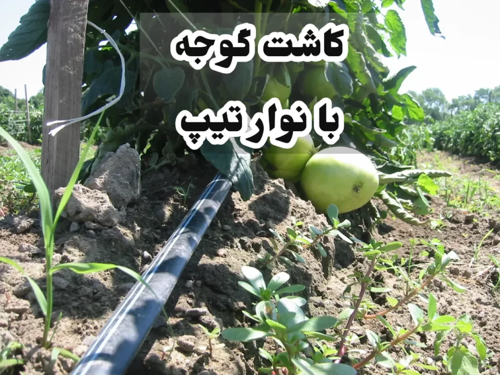 کاشت گوجه با نوار تیپ