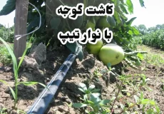 کاشت گوجه با نوار تیپ