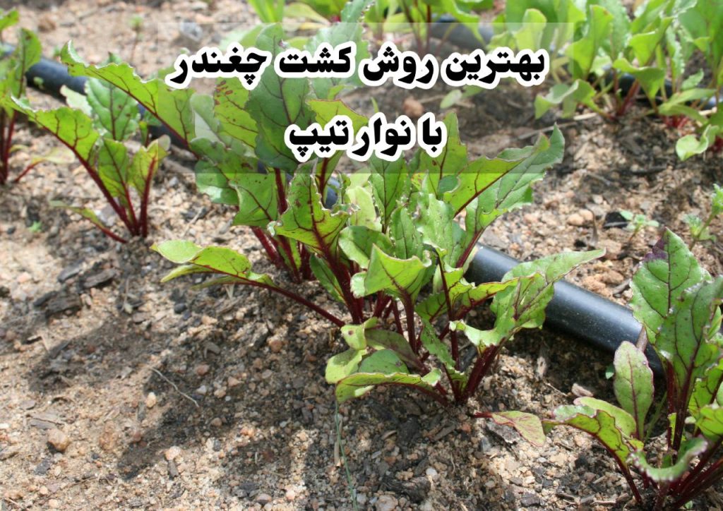 کشت چغندر با نوار تیپ