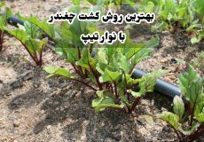 کشت چغندر با نوار تیپ