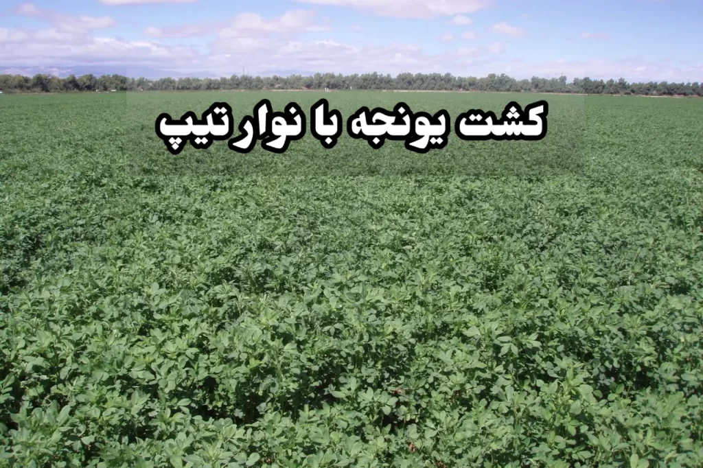 کشت یونجه با نوار تیپ