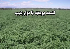 کشت یونجه با نوار تیپ