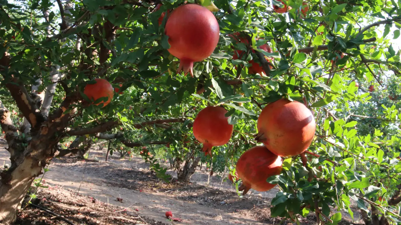 آبیاری قطره ای درخت انار