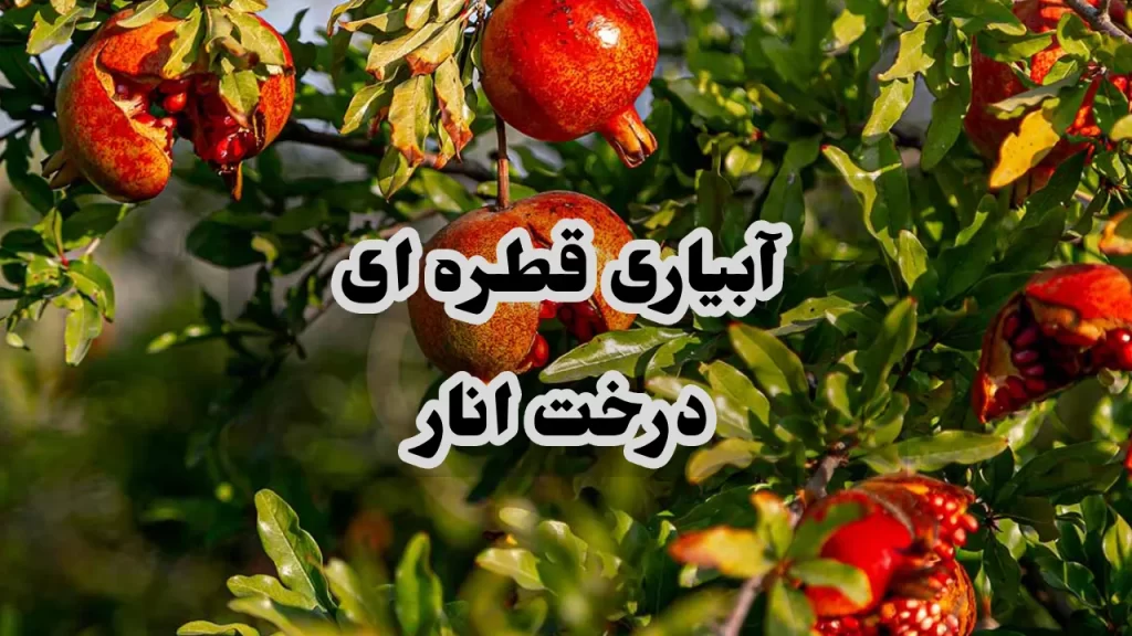 آبیاری قطره ای درخت انار