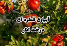 آبیاری قطره ای درخت انار