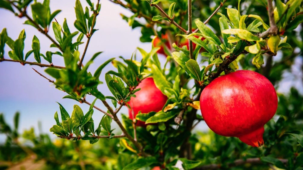 آبیاری قطره ای در خت انار