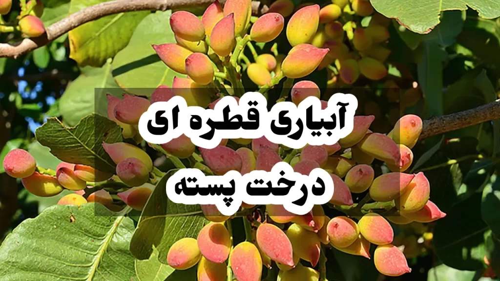 آبیاری قطره ای درخت پسته
