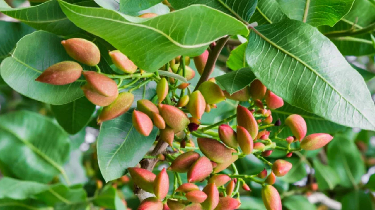 آبیاری قطره ای درخت پسته