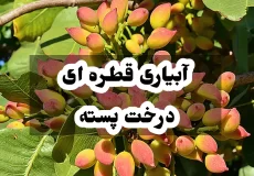 آبیاری قطره ای درخت پسته