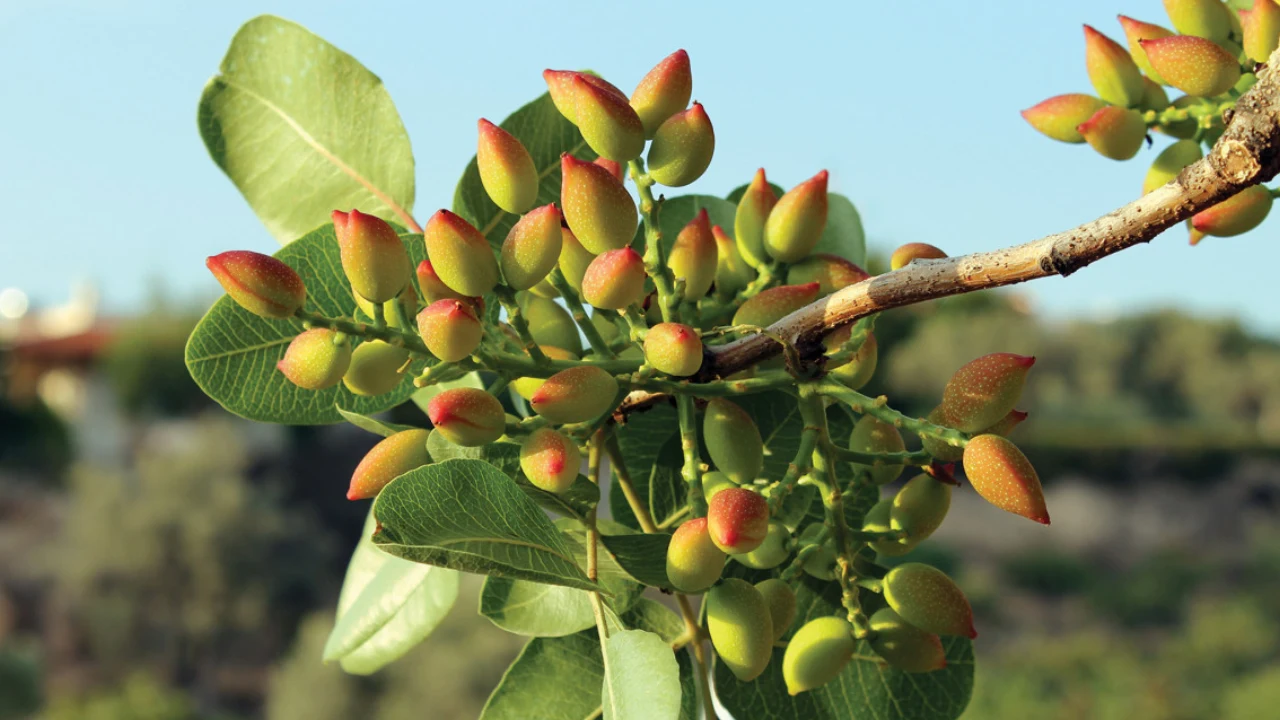 آبیاری قطره ای درخت پسته