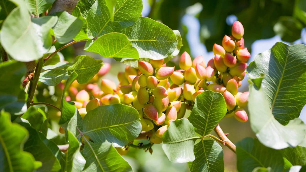 آبیاری قطره ای درخت پسته